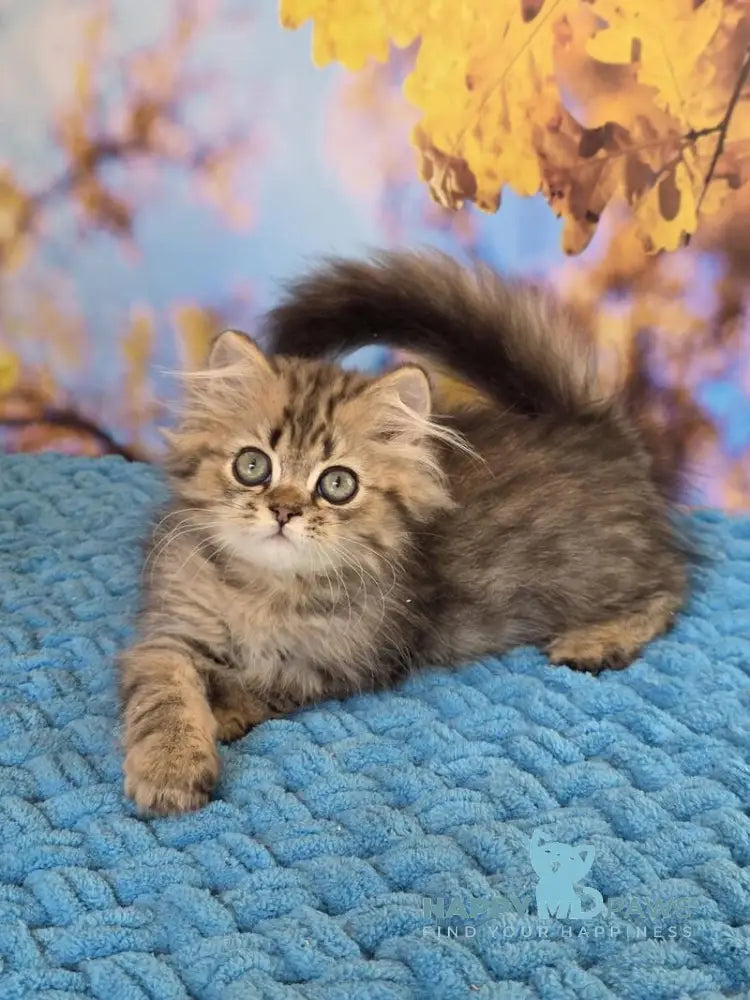 Usik British Longhair male black spotted tabby live animals