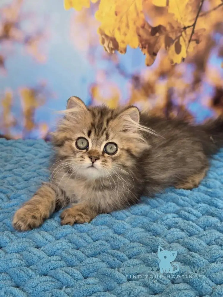 Usik British Longhair male black spotted tabby live animals