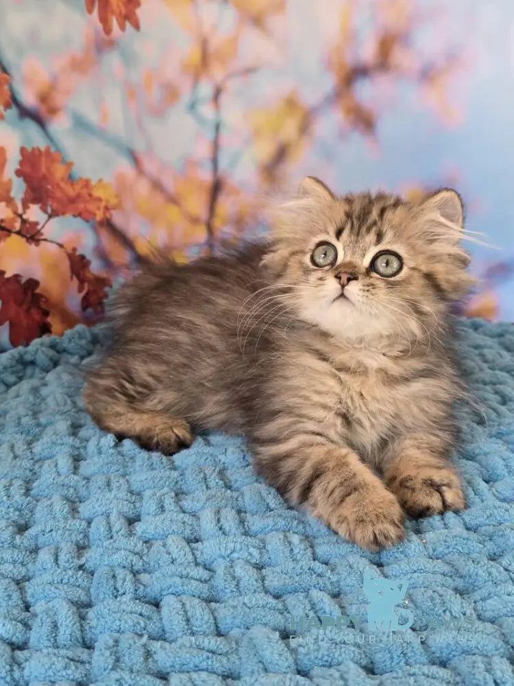Usik British Longhair male black spotted tabby live animals