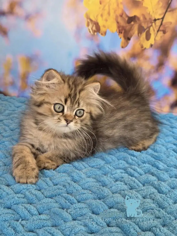 Usik British Longhair male black spotted tabby live animals