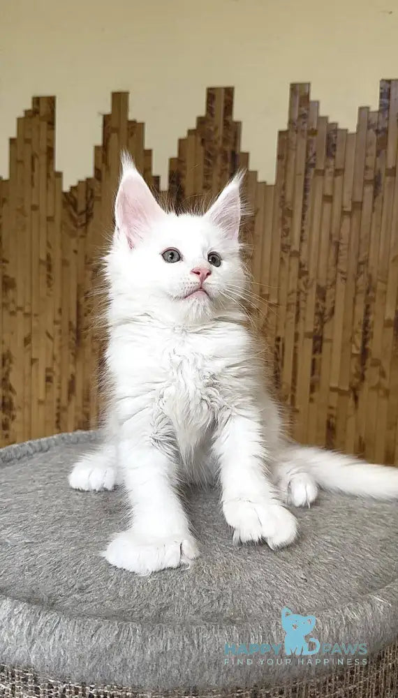 Usik Maine Coon polydactyl male white live animals