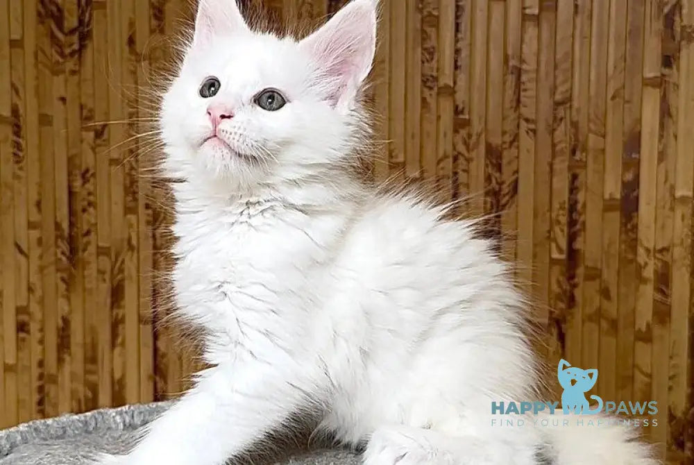 Usik Maine Coon polydactyl male white live animals