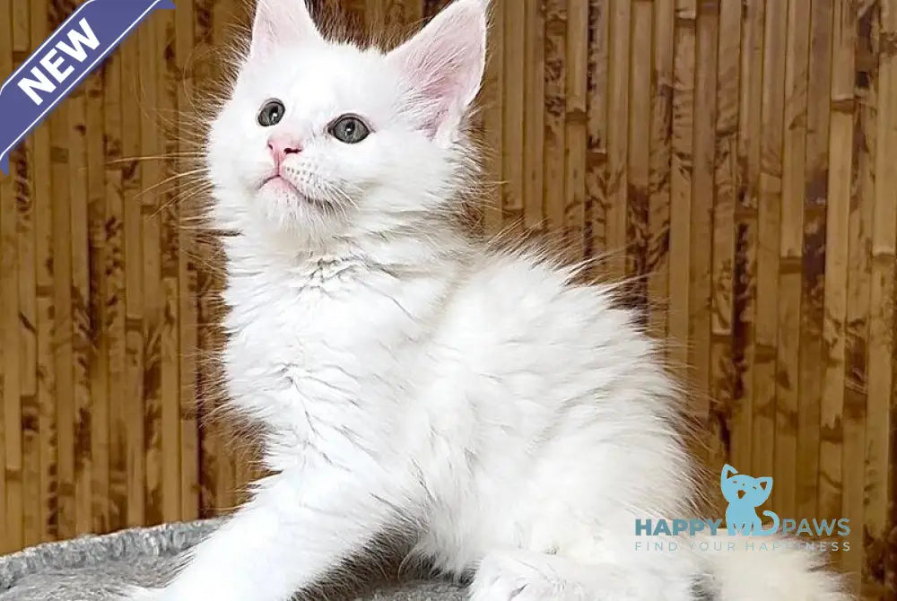 Usik Maine Coon polydactyl male white live animals