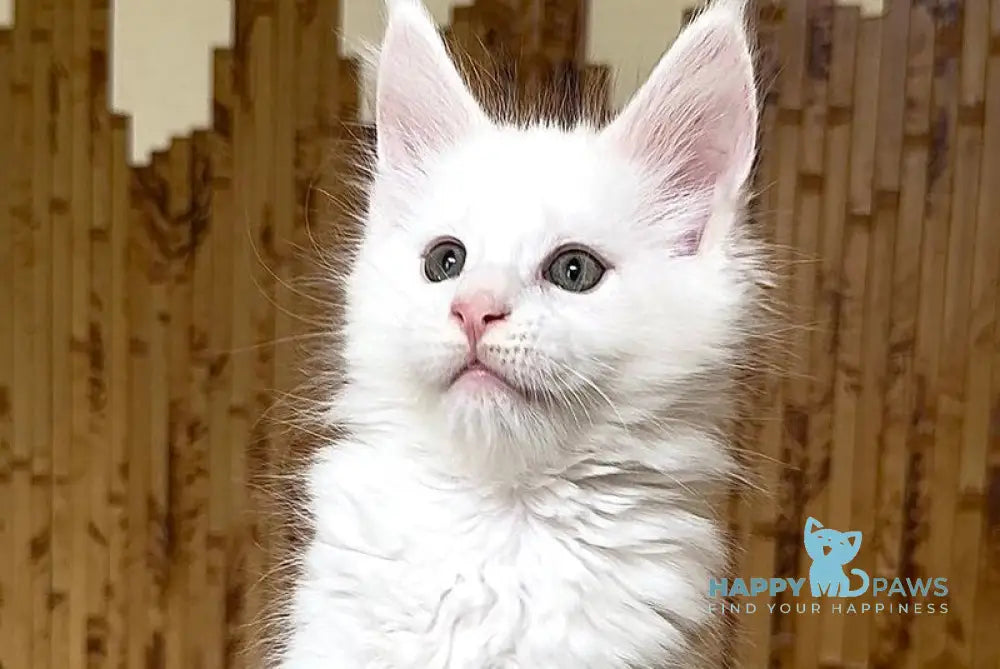 Usik Maine Coon polydactyl male white live animals