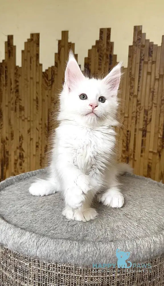 Usik Maine Coon polydactyl male white live animals