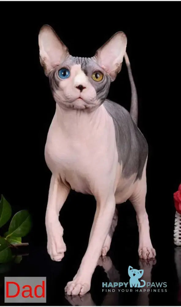 Uslada Bambino female lilac - live animals