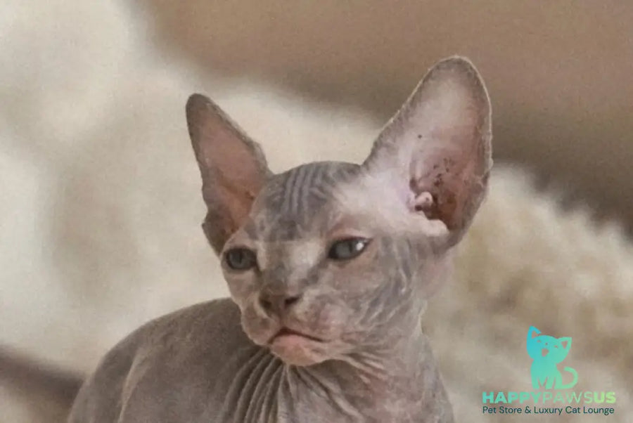 Uslada Bambino female lilac - live animals