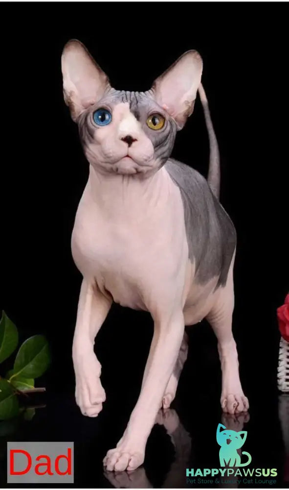 Uslada Bambino female lilac - live animals