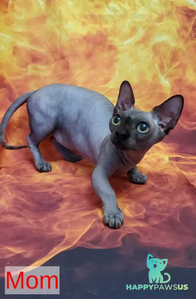 Uslada Bambino female lilac - live animals