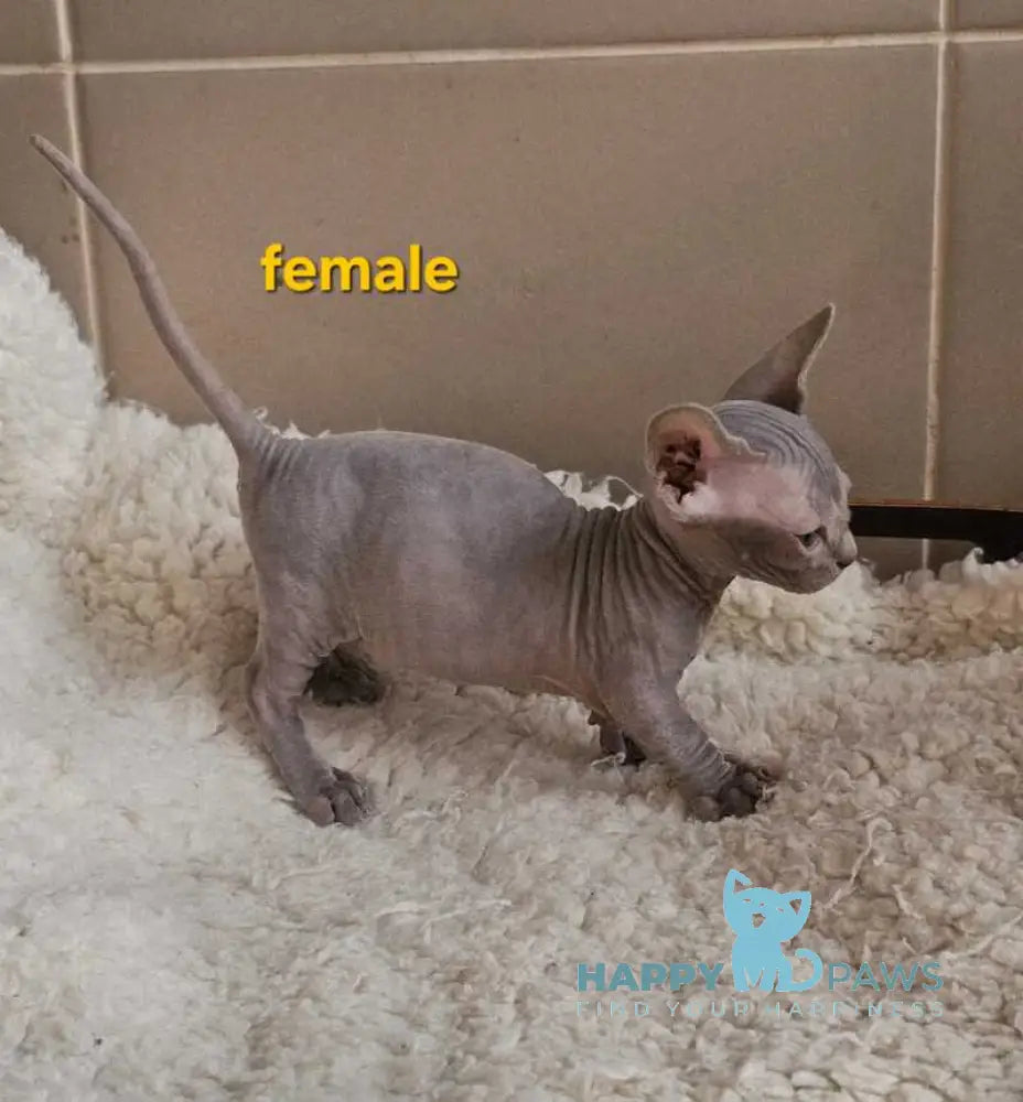 Uslada Bambino female lilac - live animals