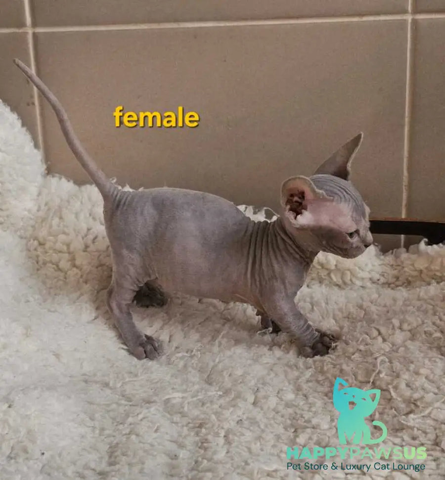 Uslada Bambino female lilac - live animals