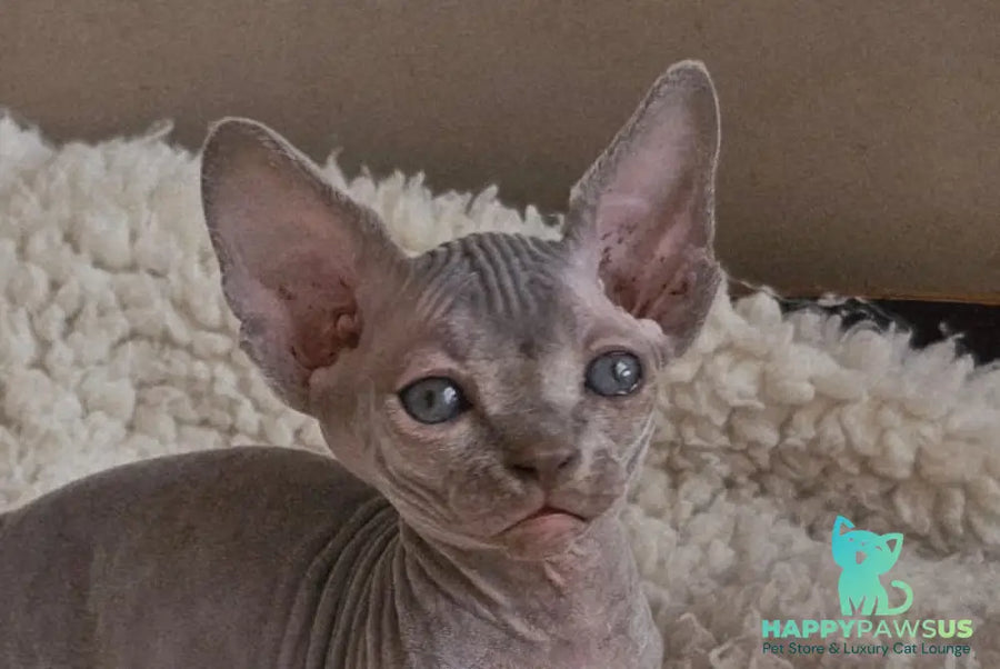 Uslada Bambino female lilac - live animals