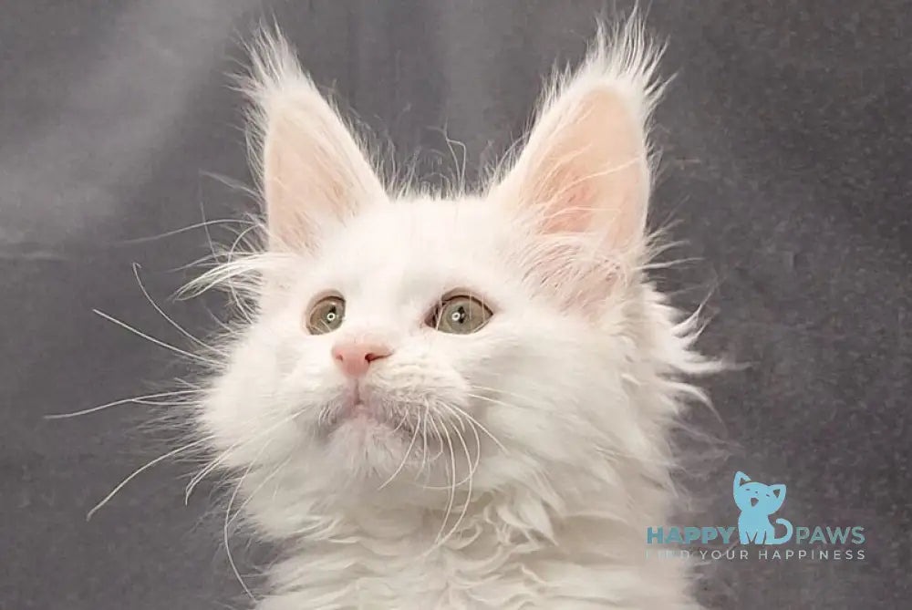 Uslada Maine Coon female white live animals