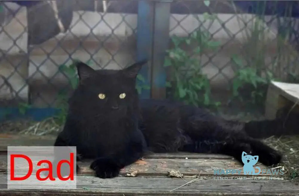 Uslada Maine Coon female white live animals