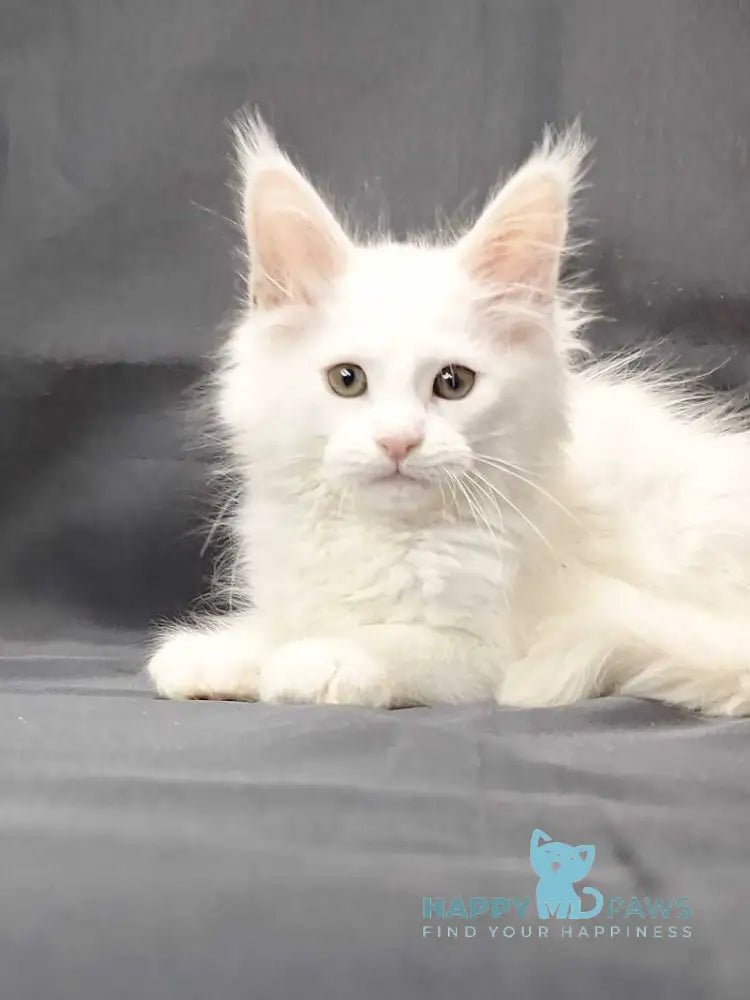 Uslada Maine Coon female white live animals