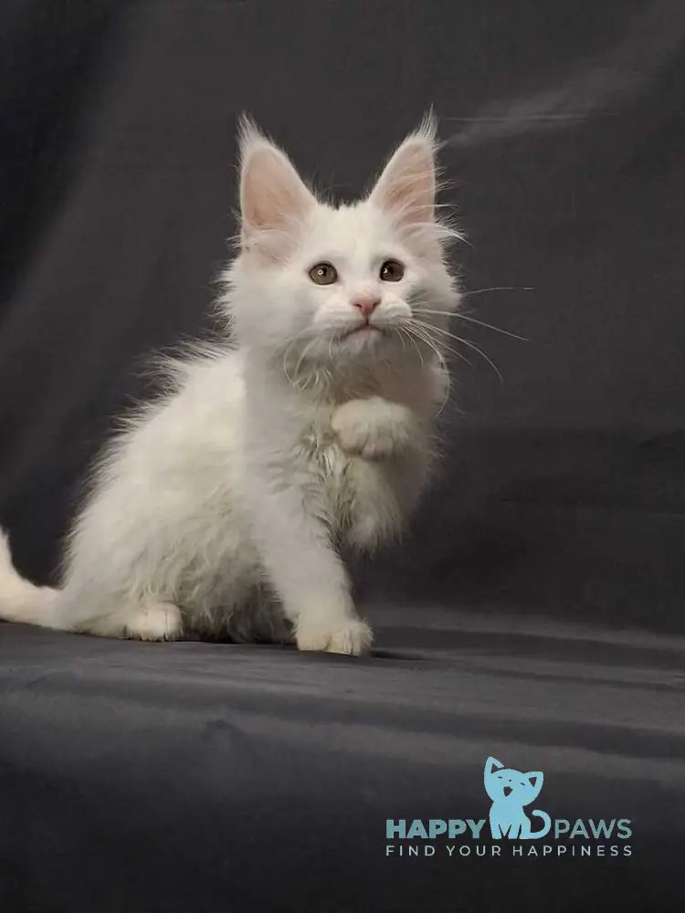Uslada Maine Coon female white live animals
