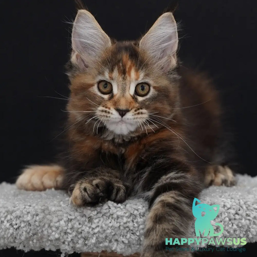 Uslada Maine Coon polydactyl 6x6x6x6 female black tortie tabby - live animals