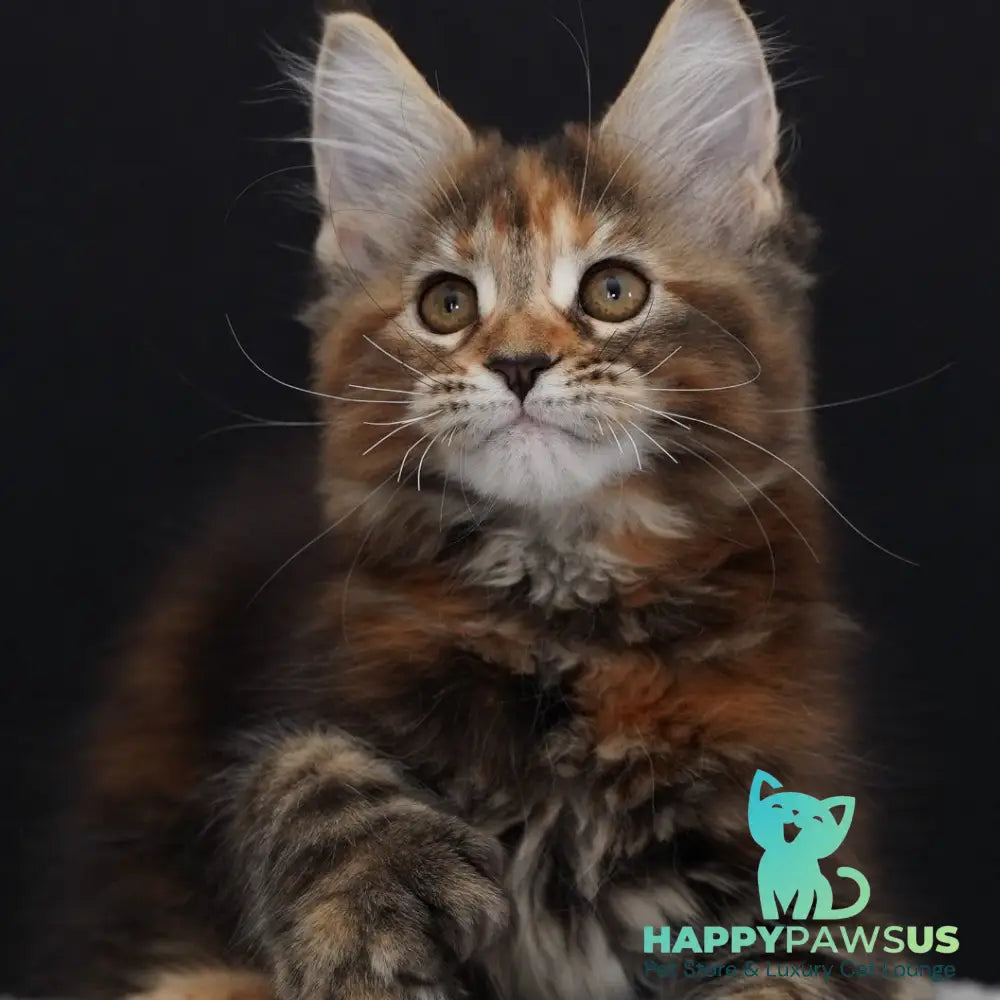 Uslada Maine Coon polydactyl 6x6x6x6 female black tortie tabby - live animals