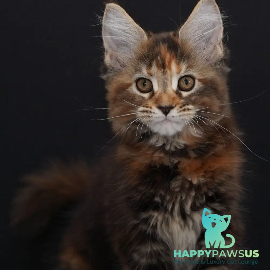 Uslada Maine Coon polydactyl 6x6x6x6 female black tortie tabby - live animals