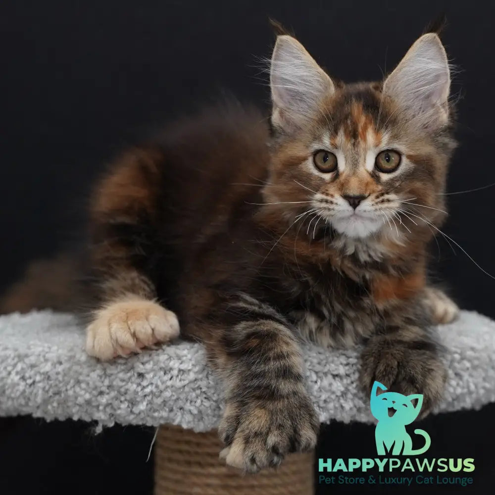 Uslada Maine Coon polydactyl 6x6x6x6 female black tortie tabby - live animals