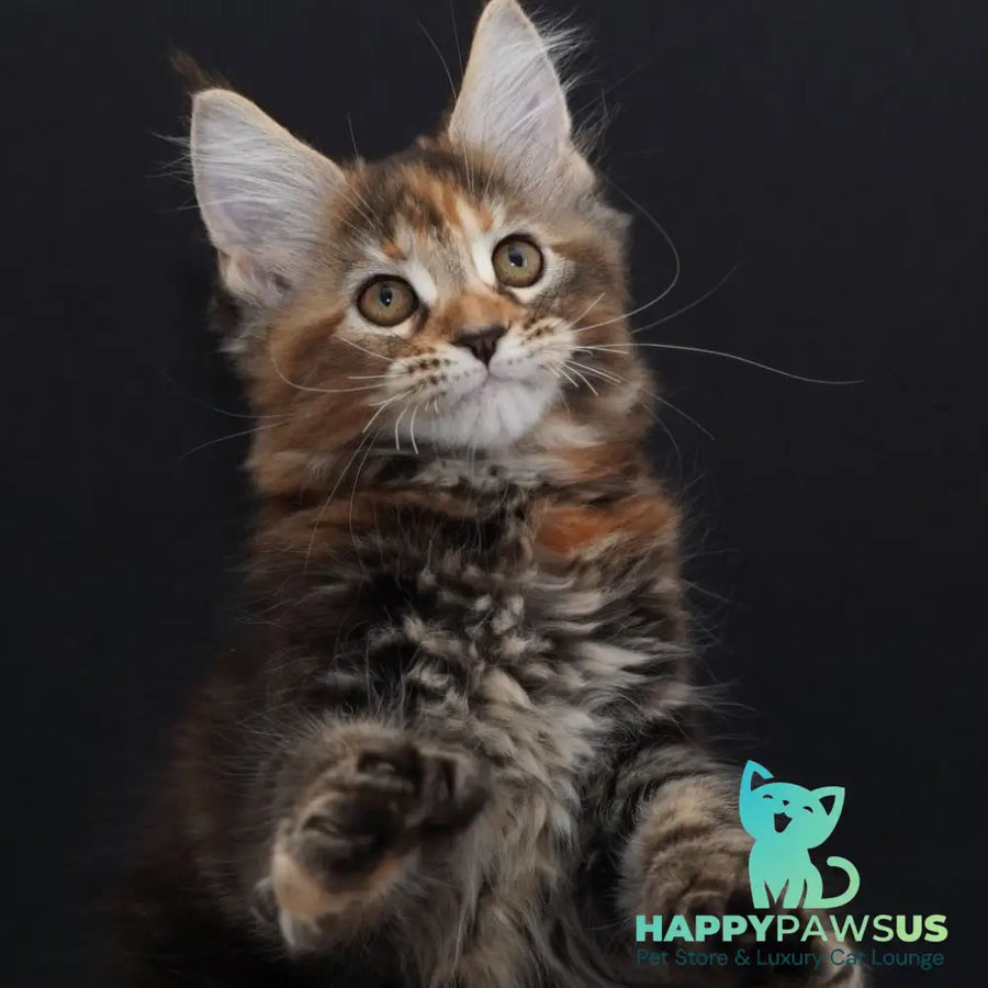 Uslada Maine Coon polydactyl 6x6x6x6 female black tortie tabby - live animals