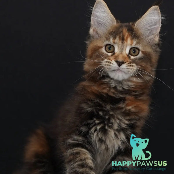 Uslada Maine Coon polydactyl 6x6x6x6 female black tortie tabby - live animals