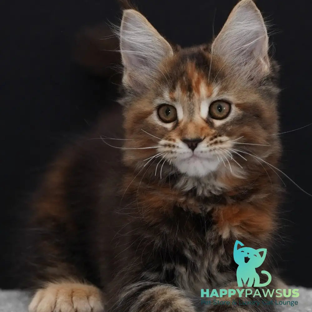 Uslada Maine Coon polydactyl 6x6x6x6 female black tortie tabby - live animals