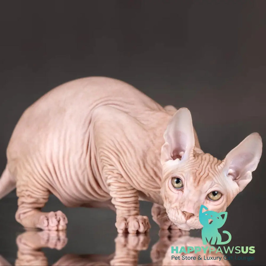 Uspeh Don Sphynx male red - live animals