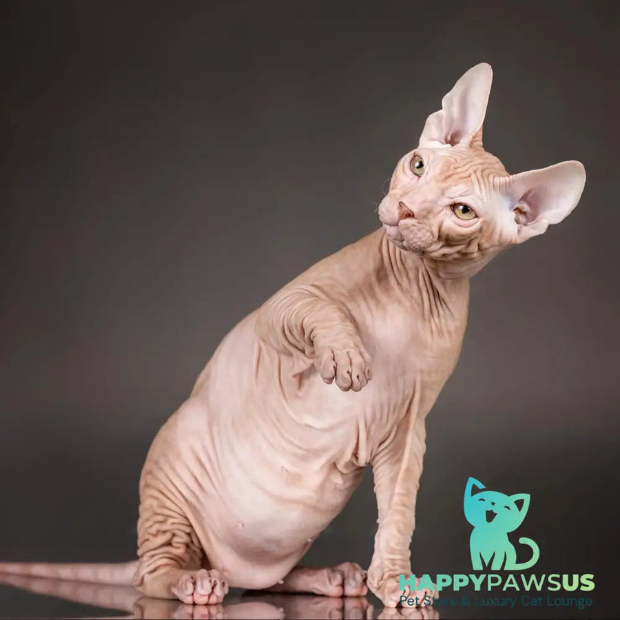 Uspeh Don Sphynx male red - live animals