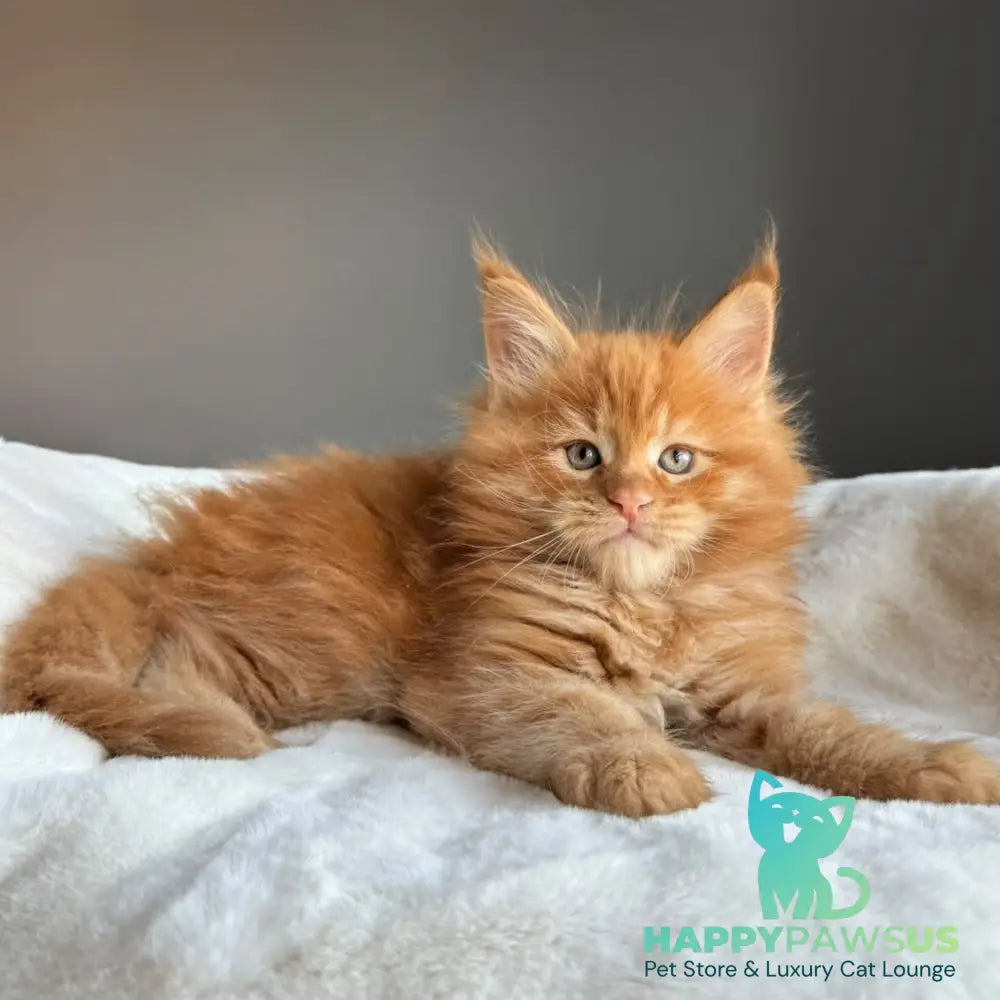 Uspeh Maine Coon male red - live animals