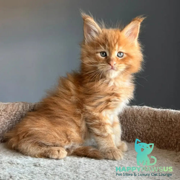 Uspeh Maine Coon male red - live animals