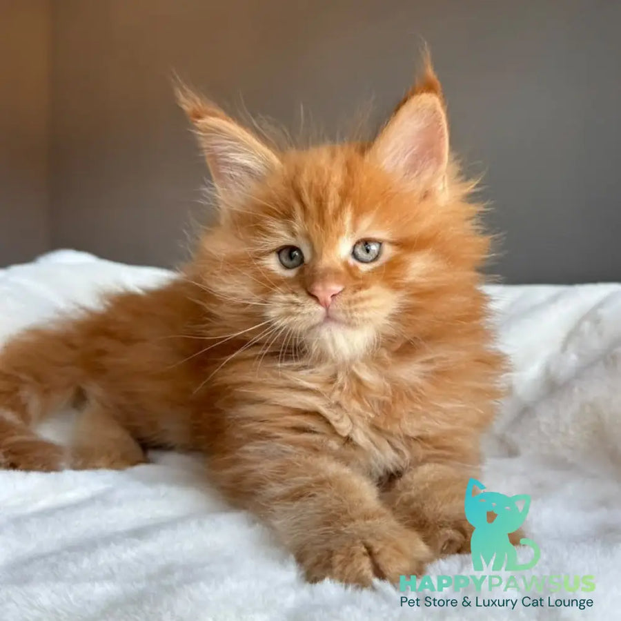 Uspeh Maine Coon male red - live animals