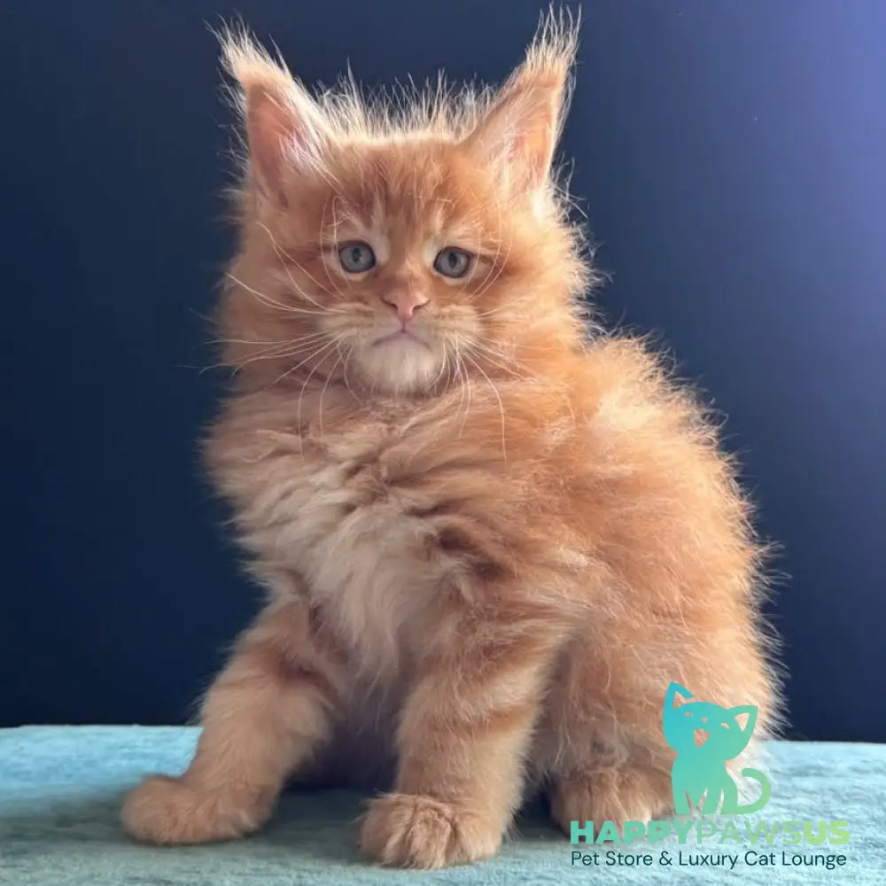 Uspeh Maine Coon male red - live animals