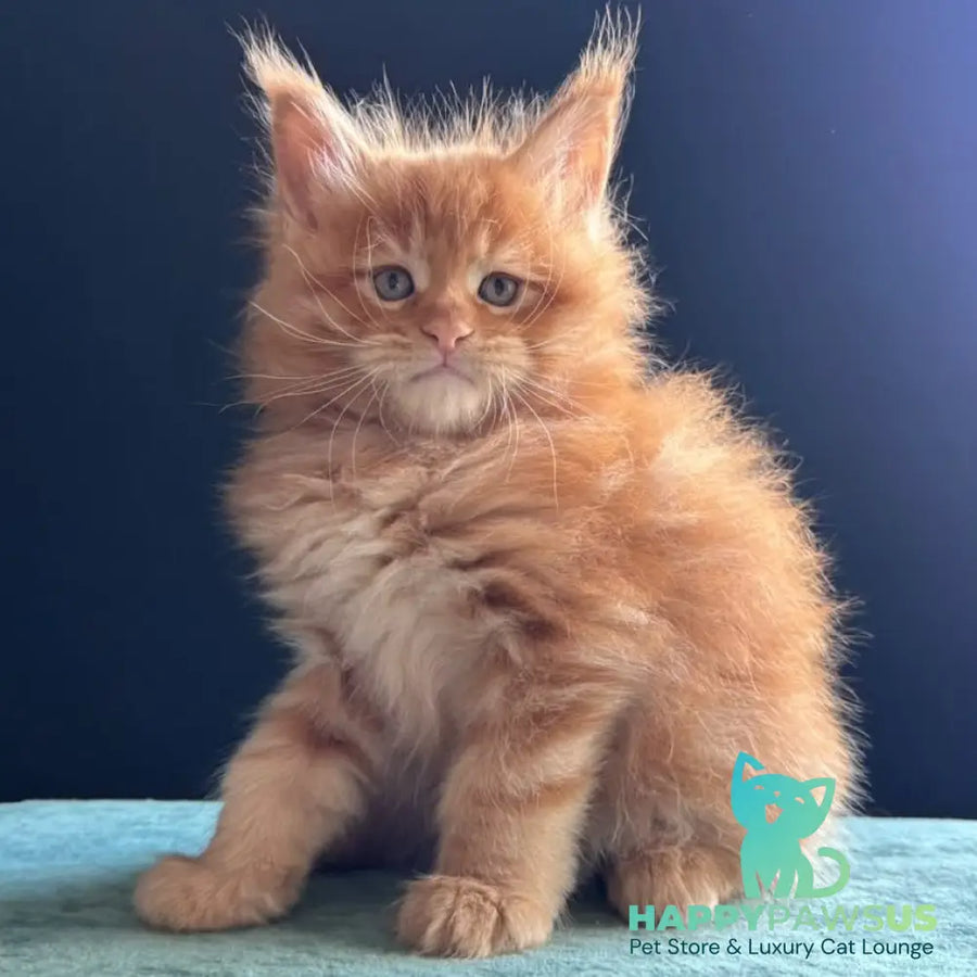 Uspeh Maine Coon male red - live animals