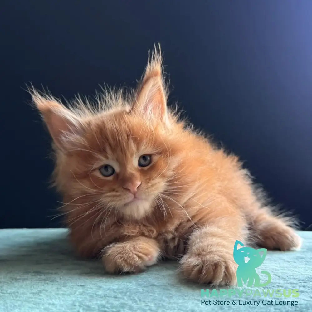 Uspeh Maine Coon male red - live animals