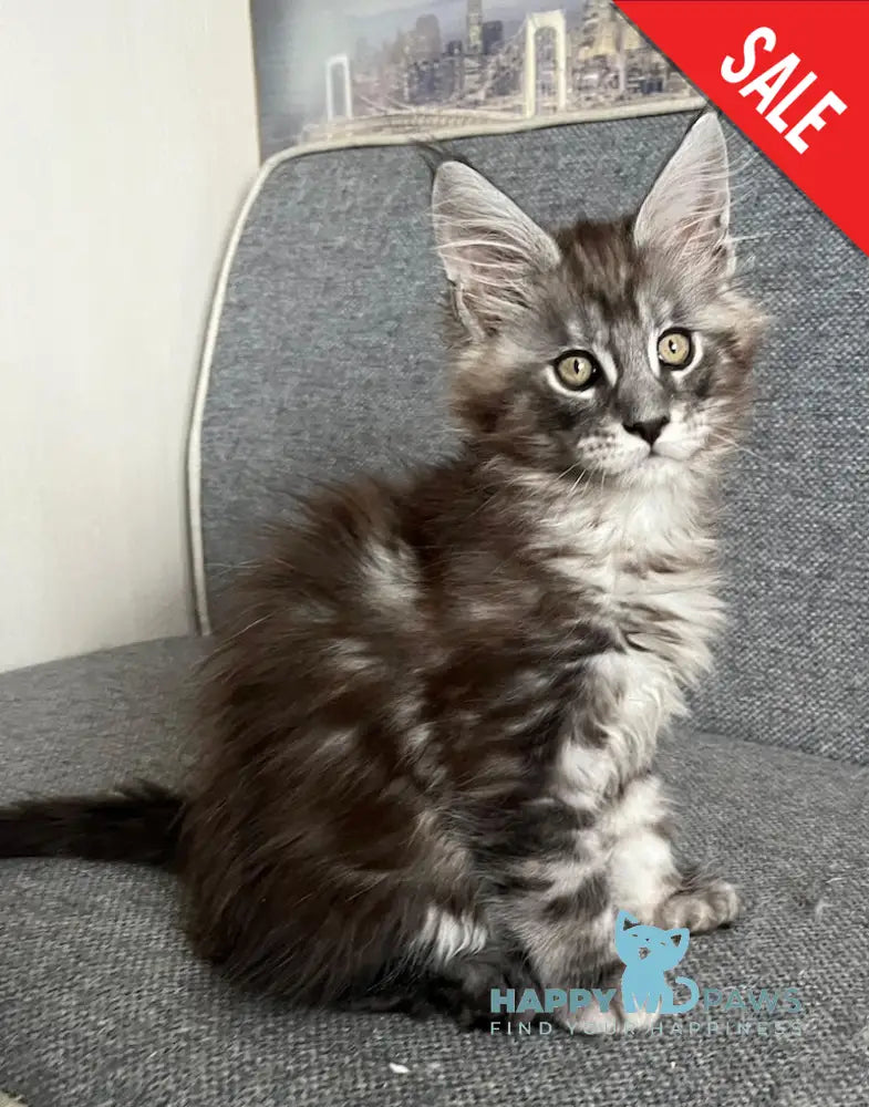 Uspekh Maine Coon male black silver tabby live animals