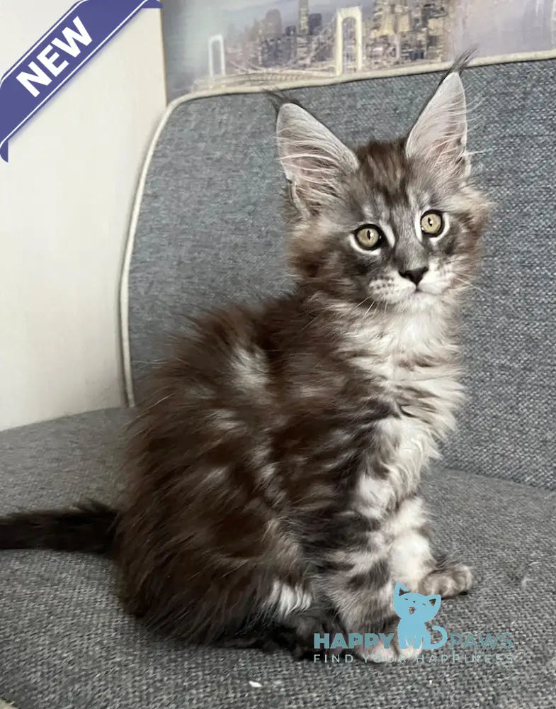Uspekh Maine Coon male black silver tabby live animals