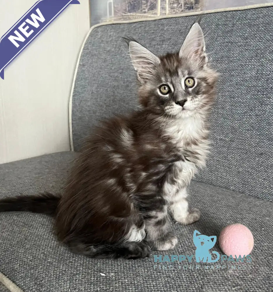 Uspekh Maine Coon male black silver tabby live animals
