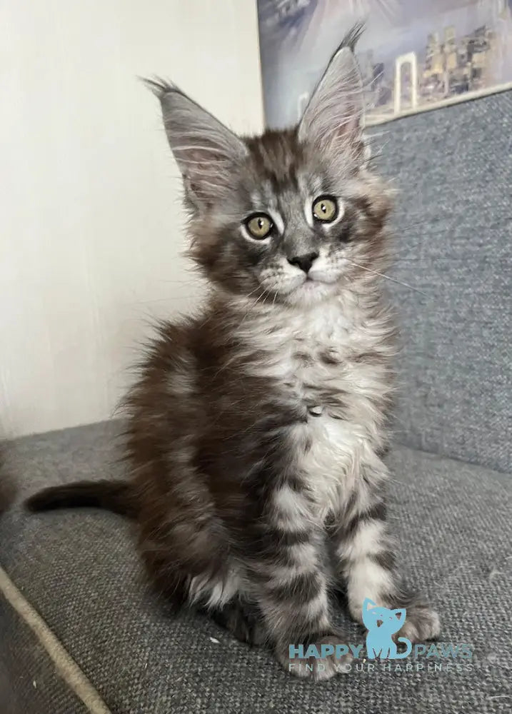 Uspekh Maine Coon male black silver tabby live animals