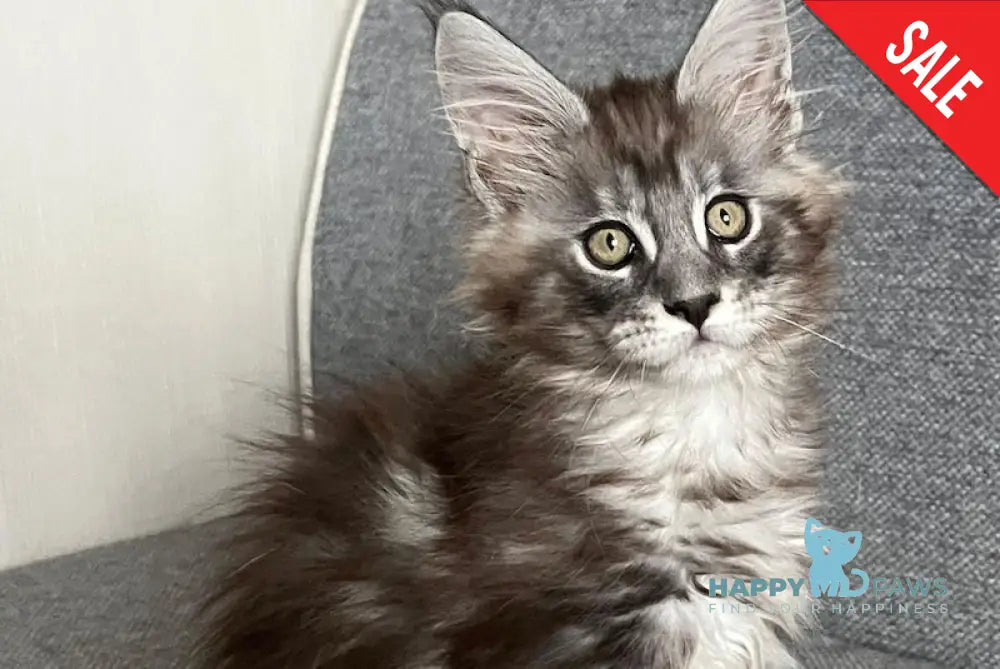 Uspekh Maine Coon male black silver tabby live animals