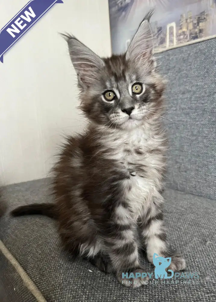 Uspekh Maine Coon male black silver tabby live animals
