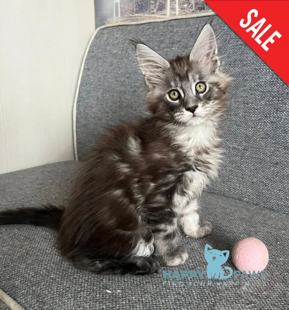 Uspekh Maine Coon male black silver tabby live animals