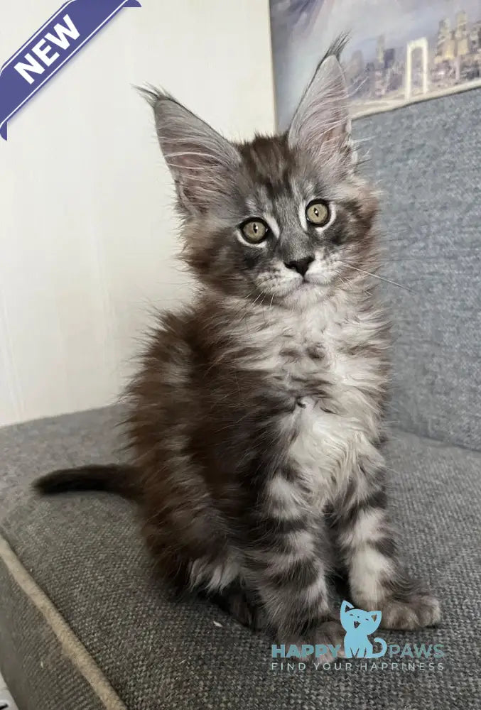 Uspekh Maine Coon male black silver tabby live animals