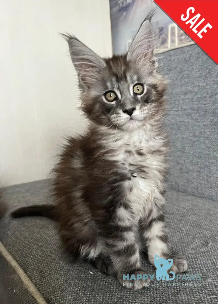 Uspekh Maine Coon male black silver tabby live animals