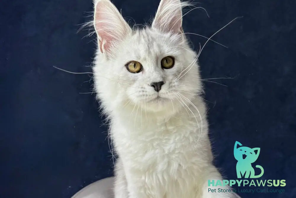 Ussi Maine Coon female black silver - live animals