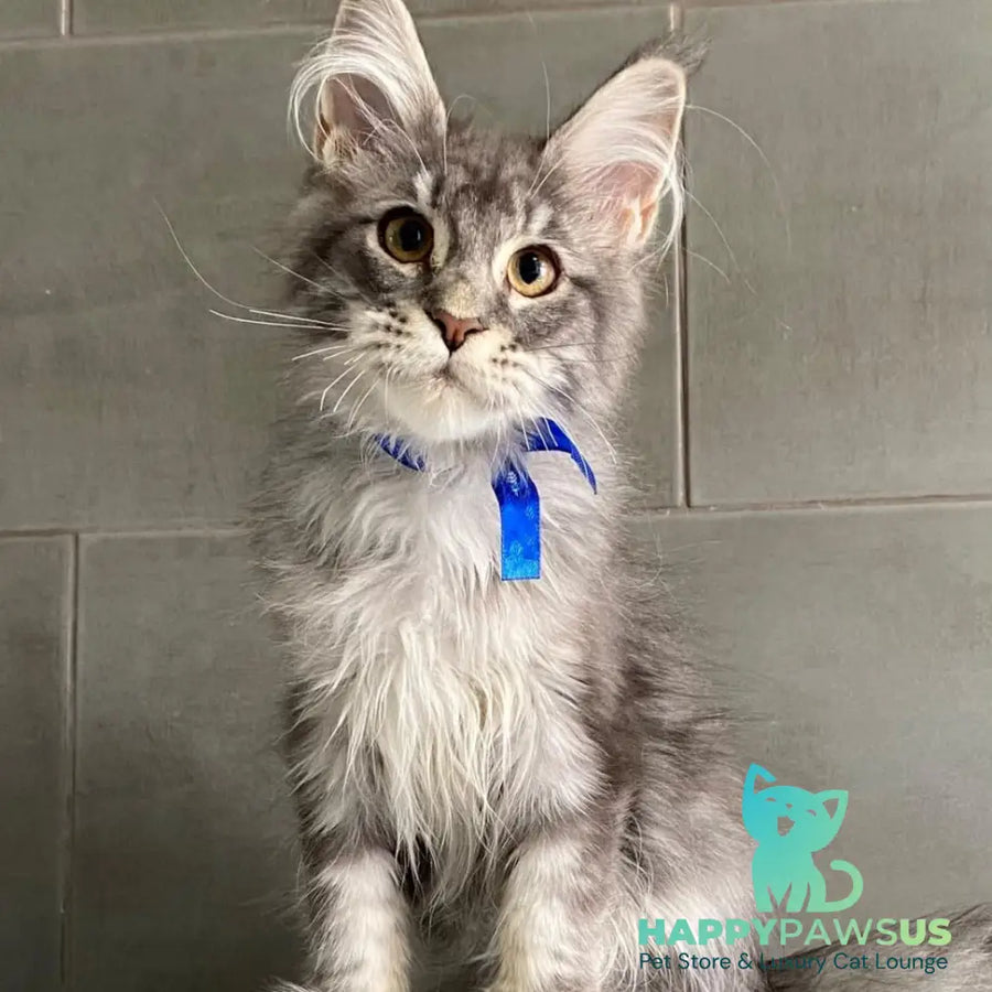 Ussuriysk Maine Coon male blue silver tabby - live animals