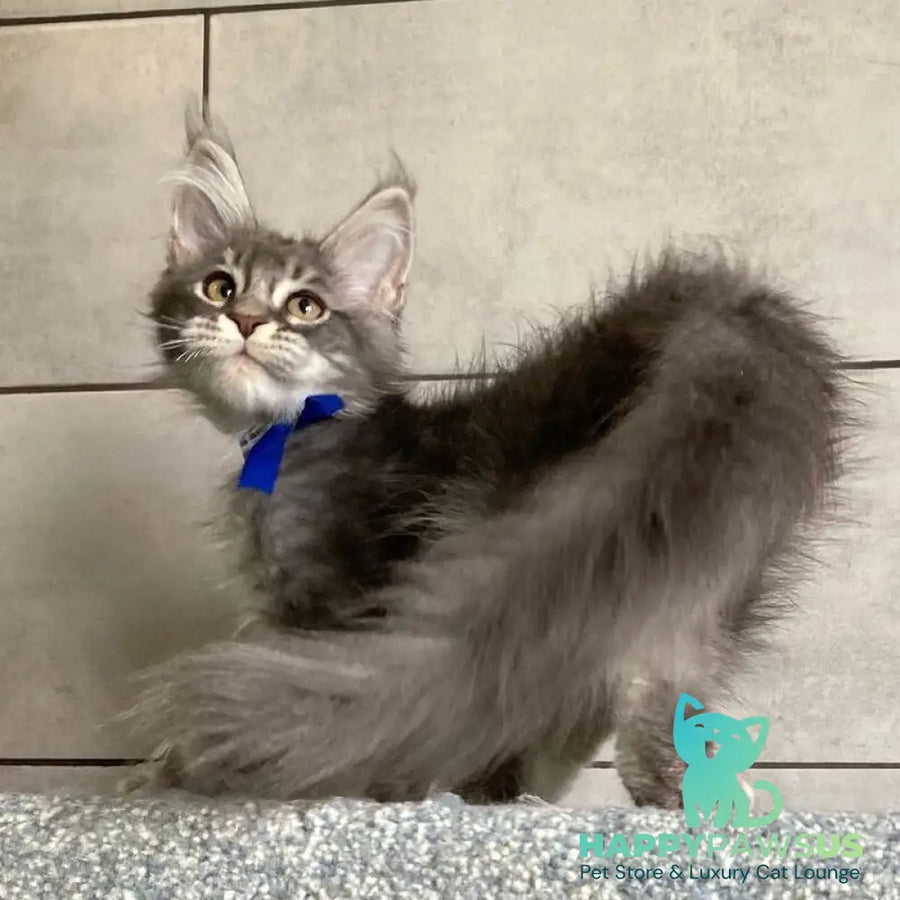 Ussuriysk Maine Coon male blue silver tabby - live animals