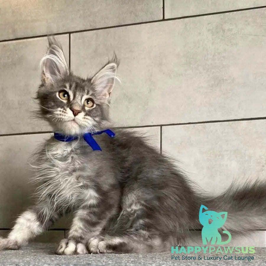 Ussuriysk Maine Coon male blue silver tabby - live animals