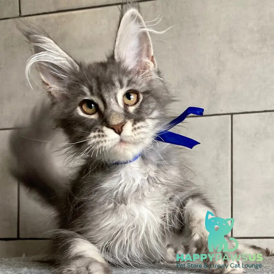 Ussuriysk Maine Coon male blue silver tabby - live animals