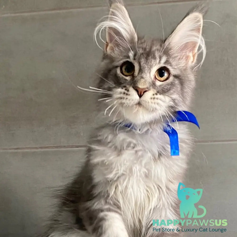 Ussuriysk Maine Coon male blue silver tabby - live animals